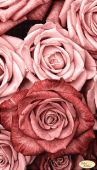 Пудровые розы