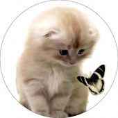 Милый котёнок с бабочкой